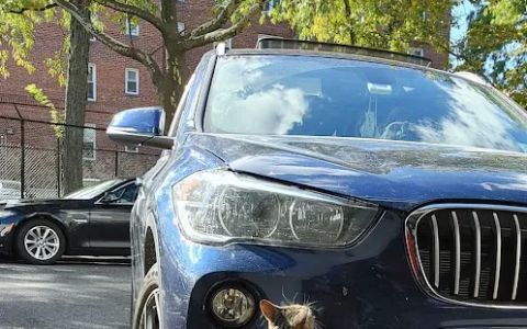 rojo collision brooklyn