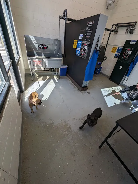 The Salty Dog Car and Pet Wash 7