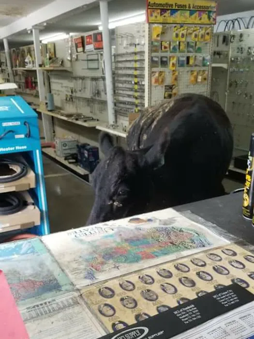 Coopers' Auto Parts 1