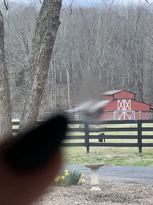 Sunscreen Glass Tinting 1