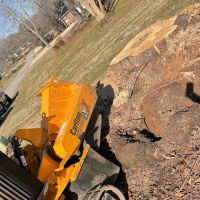 Ortiz trees service