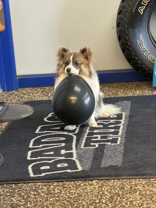 Badasci Tire, Inc. 8