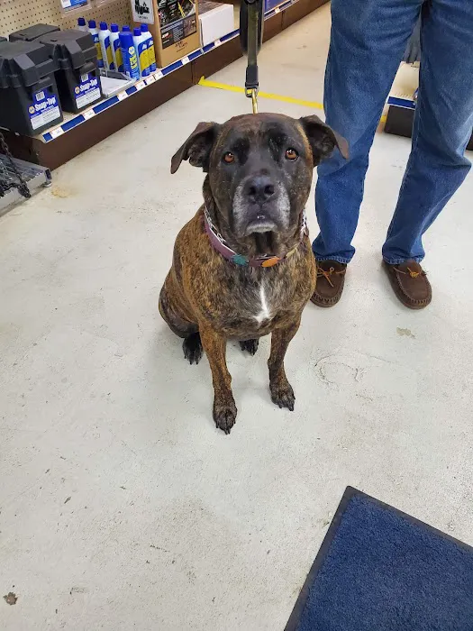 NAPA Auto Parts 2