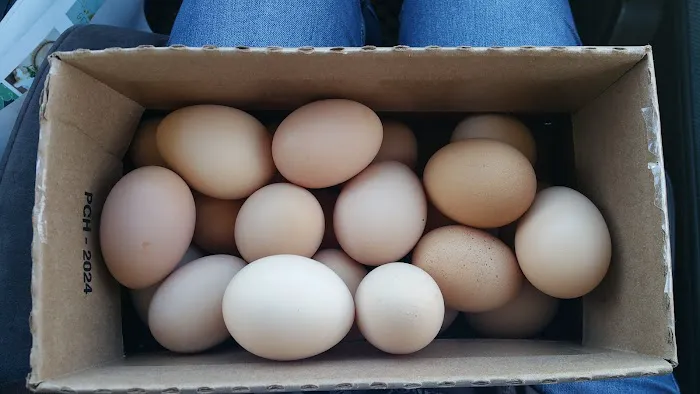 Schwan's Co 2