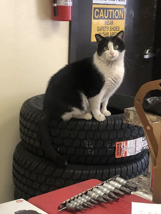 Alamar Tire Shop 0