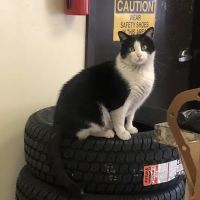 Alamar Tire Shop