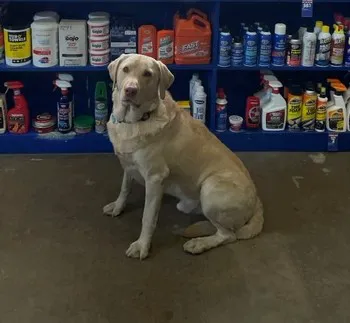 MOORES DOWNTOWN AUTO PARTS 0