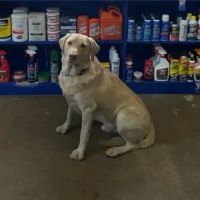 MOORES DOWNTOWN AUTO PARTS