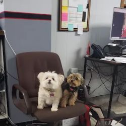 Stegall's Transmission Specialist, Inc. ico