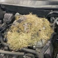 American Auto Repair