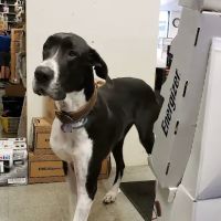 NAPA Auto Parts
