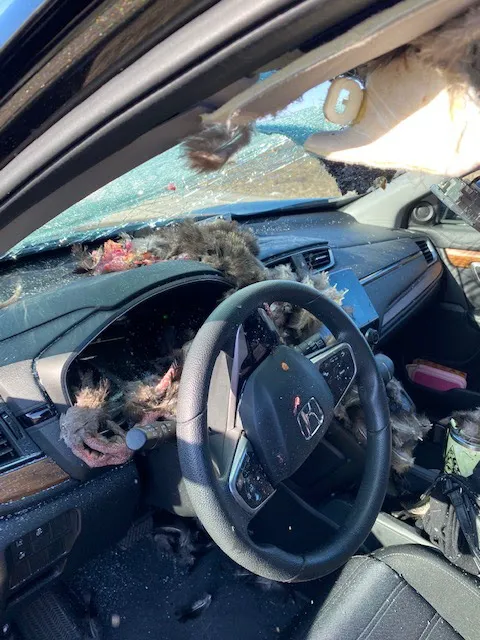 Caliber Collision 0
