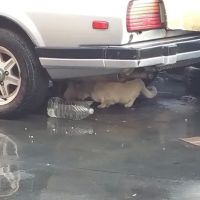 Yoshi's Auto Clinic