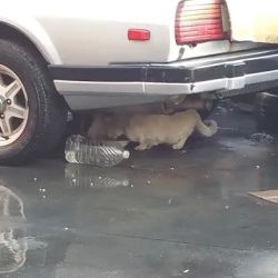 Yoshi's Auto Clinic ico