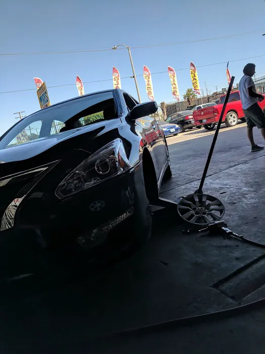 Chihuahua Tires 7