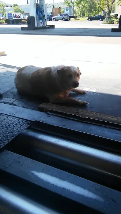 Star Station Smog Check 2
