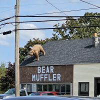 Bear Muffler