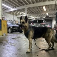 Az autodiagnostics