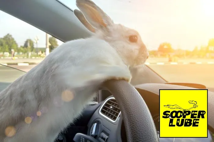 Sooper Lube 1