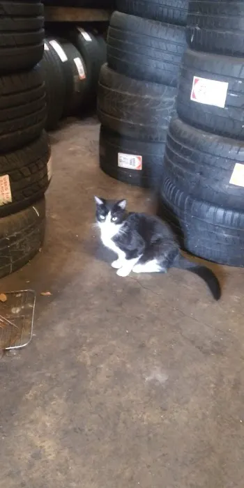 The Tire Shop Service 0
