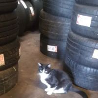 The Tire Shop Service