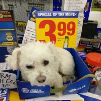 NAPA Auto Parts - Hall's Auto Parts Co