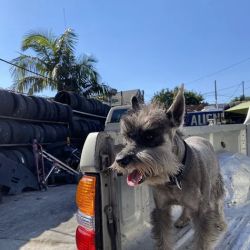 Speedy Tires And Wheels ico