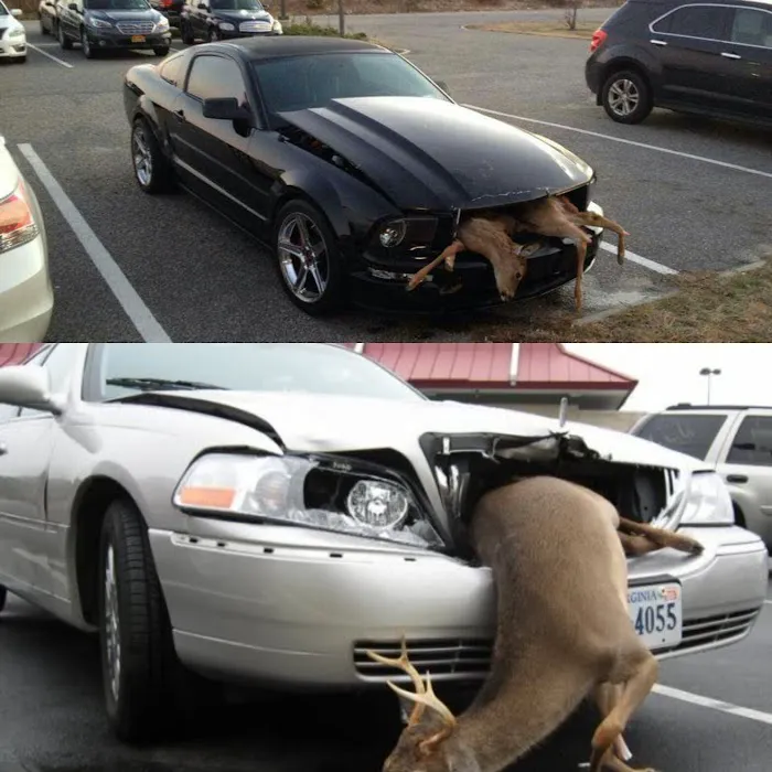 Centerfold Customs Inc. 8