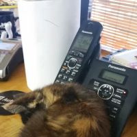 S & E Diagnostics & Repair