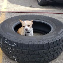 Down River Tire ico
