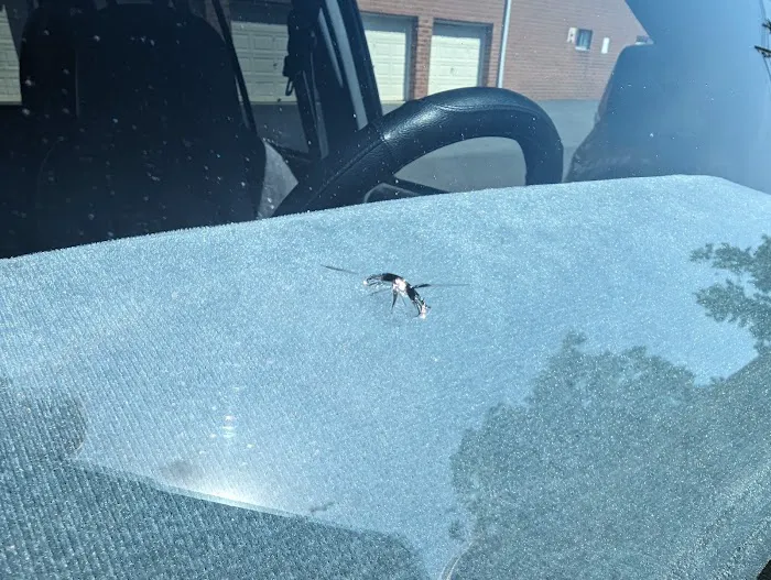Mr Auto Glass 7