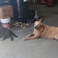 Tri County Automotive LLC.