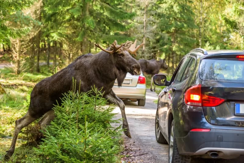 What to Do If Your Car Is Involved in an Accident with an Animal