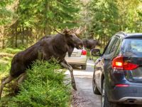 What to Do If Your Car Is Involved in an Accident with an Animal