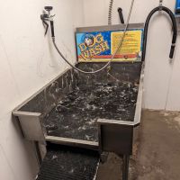 Dog Wash Car Wash