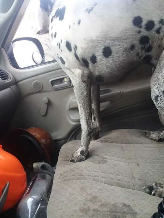 Broadway Dog Wash 0