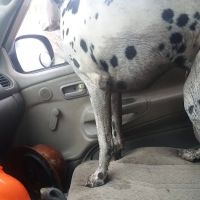 Broadway Dog Wash