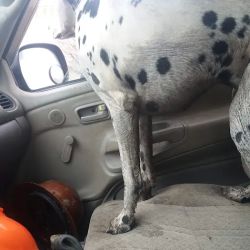 Broadway Dog Wash ico
