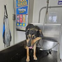 Hamilton Car & Pet Wash