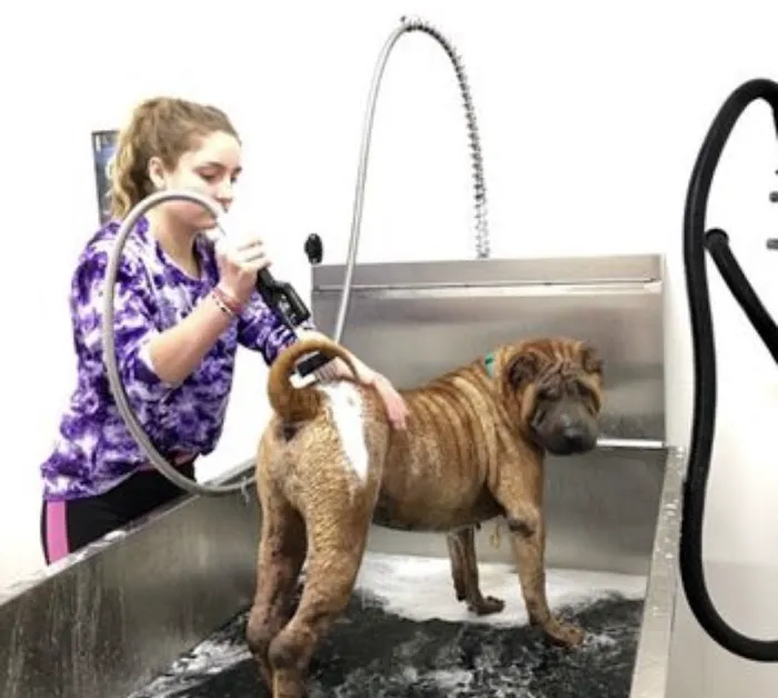 Wash Werkz 4