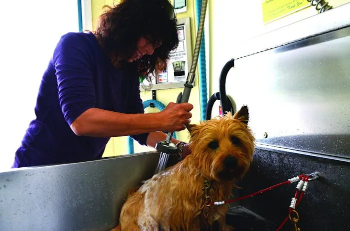 Quick n' Brite Car, Truck & Dog Wash 6