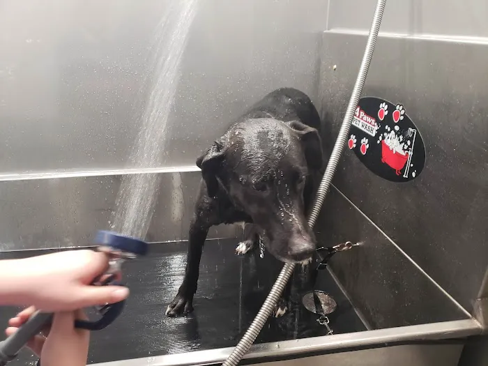 Black Dog Car Wash 1