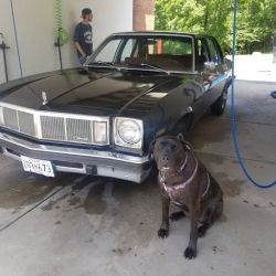 Double Bubble Auto Wash ico