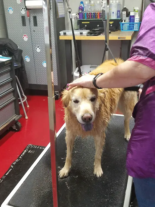 Quick Clean Car & Pet Wash Store, Ltd. 1