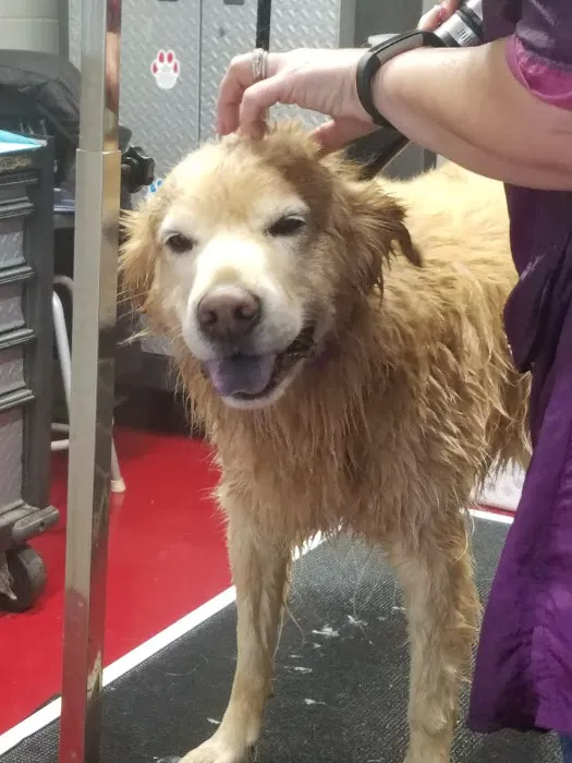 Quick Clean Car & Pet Wash Store, Ltd. 5