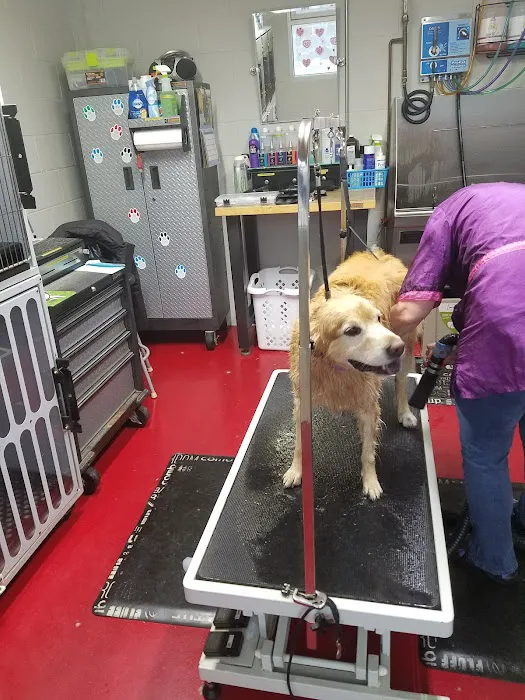 Quick Clean Car & Pet Wash Store, Ltd. 9