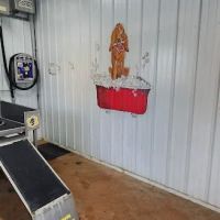 Dirty Dog Car Wash