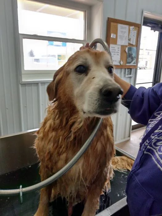 Dirty Dog Car Wash 5