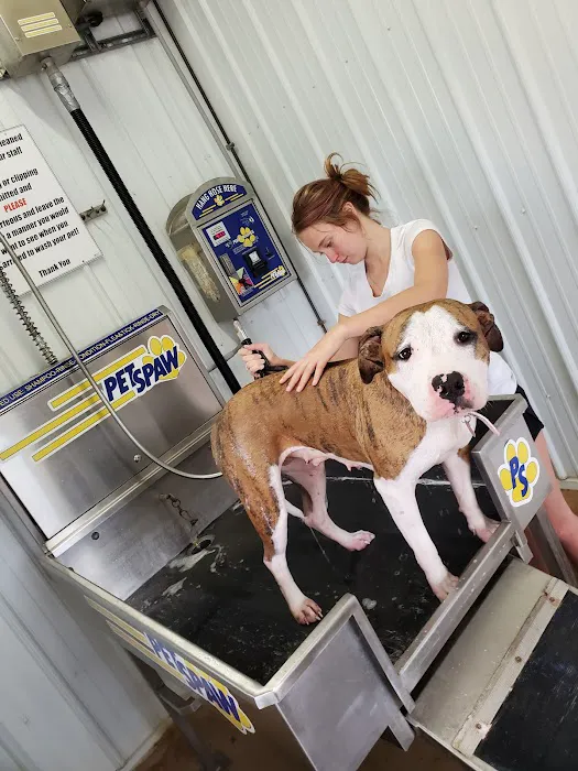 Dirty Dog Car Wash 6