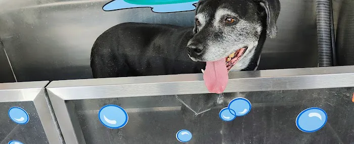 K9000 dog wash 4